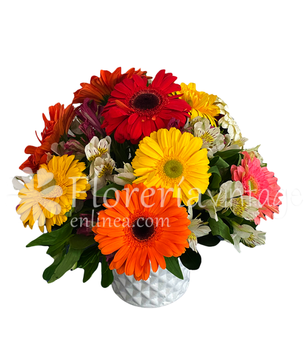 envios-de-flores-a-domicilio-12GER-BC-12-gerberas-alrededor